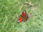 SX16053 Peacock butterfrly (Nymphalis io) on Thisle.jpg